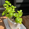 【はじめての家庭菜園】バジルが元気になった