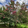 ８月になりました。太陽いっぱいに咲いています。百日紅の花が、