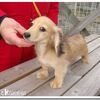 JKCチャンピオン　みるきぃちゃん