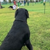 ルークのチョークチェーンはピチピチ状態