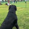 ルークのチョークチェーンはピチピチ状態