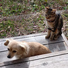 猫と犬。片思い。