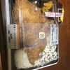 特製ソースのチキンカツ弁当