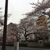 見惚れ桜