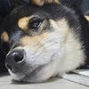 黒柴 🐶 つん