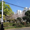 市内の桜を愛でに行く　～一加番稲荷の桜～