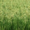たわわに稔る稲穂