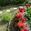 ＜ハランの花＞土にまみれて咲く花に感動