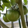 🍅ベランダ戦争・帰還報告｜自動水やり機で9日間留守にしてたら、トマトどうなった！？
