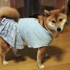 ユニクロのTシャツを犬用の服に適当リメイクしてみたけれど