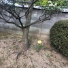 コンビニのレジ前の様子が少しずつ変わっています。