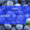 【長野県白馬村】白馬農場 ブルーベリー園でブルーベリー狩りをしてきたよ！