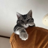 猫が車の中に残していったもの