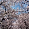 歯のメンテナンスと桜並木