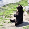 ケニア号が来るたびに　餌をもらっています　エゾヒグマさん