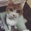 ねこ写真#67