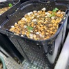 屋内のホウセンカが発芽