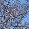 可憐な淡墨桜・・・川島町旧町役場跡の片隅に今年も咲く