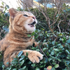 きょうのどらやきちゃん時々なかちゃん 3/15