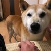 犬と散歩