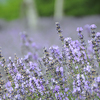 ラベンダー、香りと彩りと。