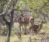 【アフリカの動物】いろんな親子のかたち