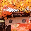 晩秋の京都･奈良　③永観堂