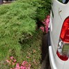 初夏の必修作業 駐車場の整備でドウダンツツジを刈り込み