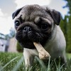 犬の皮膚病かさぶた写真と治療体験！細菌培養検査へ