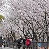 熊本の桜満開、平年より4日早く　地方気象台発表