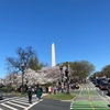 ワシントンDCの桜とThomas Jefferson Memorial