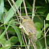 ウグイス幼鳥