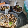 ジェノバプロジェクト2 Tuonoの発芽