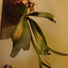 P.willinckii 'Eppley' を育て始めた。