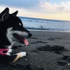モリーが大好きなドッグフード！！
