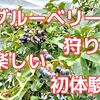 大阪南部熊取 和田山Berry Parkでのブルーベリー狩り初体験：魅力満載の果実摘み！