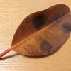 【観葉植物】ゴムノキ、右側だけ葉が落ちた