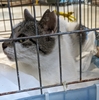 島猫TNR＝石垣島のノラ猫へ不妊手術。340匹目、341匹目、😺