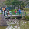 渡り鳥と昆虫