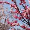 目白庭園 ライトアップ 2019年 期間 時間は？ 出店は？ 紅葉 見頃は？