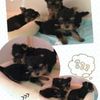 それぞれの遊び方