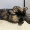 おねえちゃん5歳。