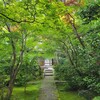 【京都】八幡市、『善法律寺』　青もみじ