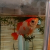 金魚の思う壺