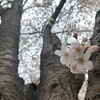 都会の桜。