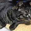 土日はまったり猫観察