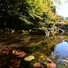 🍂小石川植物園で紅葉の偵察に行ってきました😊