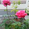 川越便り・薔薇マニア篇