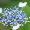 昭和記念公園~写真散歩～紫陽花～6/22