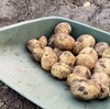 🥔早朝からジャガイモを収穫！